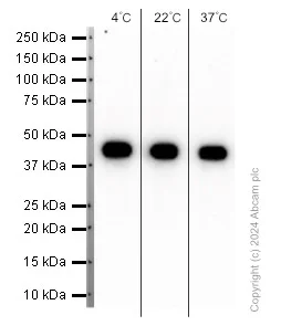 Western blot - Anti-Actin antibody [EPR16769] - Loading Control (AB179467)