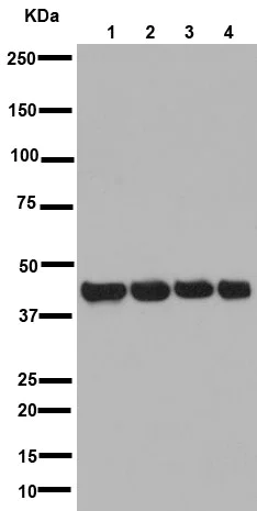 Western blot - Anti-Actin antibody [EPR16769] - Loading Control (AB179467)