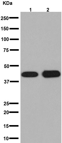 Western blot - Anti-Actin antibody [EPR16769] - Loading Control (ab179467), expandable thumbnail