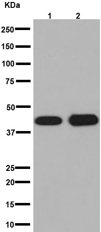 Western blot - Anti-Actin antibody [EPR16769] - Loading Control (AB179467)