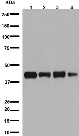 Western blot - Anti-Actin antibody [EPR16769] - Loading Control (AB179467)