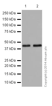 Western blot - Anti-Actin antibody [EPR16770] - BSA and Azide free (AB251260)