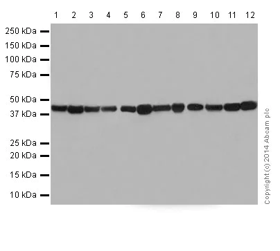 Western blot - Anti-Actin antibody [EPR16770] - BSA and Azide free (AB251260)