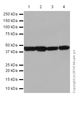 Western blot - Anti-Actin antibody [EPR16770] - BSA and Azide free (AB251260)