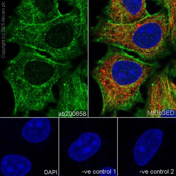 Immunocytochemistry/ Immunofluorescence - Anti-Actin antibody [EPR16875] - Loading Control (AB200658)