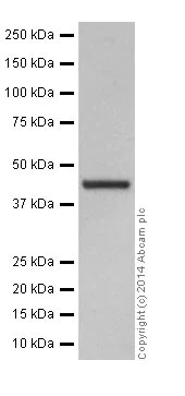 Western blot - Anti-Actin antibody [EPR16875] - Loading Control (AB200658)