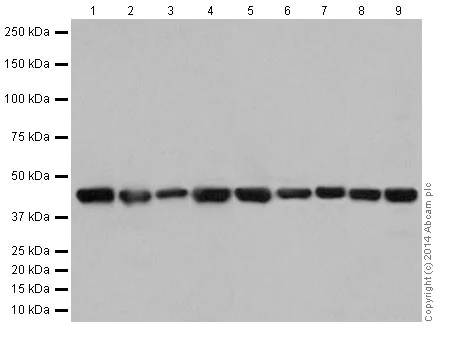 Western blot - Anti-Actin antibody [EPR16875] - Loading Control (AB200658)