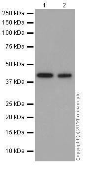 Western blot - Anti-Actin antibody [EPR16875] - Loading Control (AB200658)