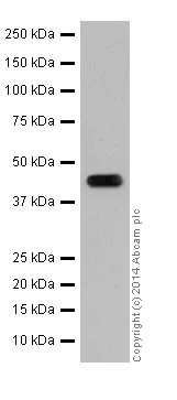 Western blot - Anti-Actin antibody [EPR16875] - Loading Control (AB200658)