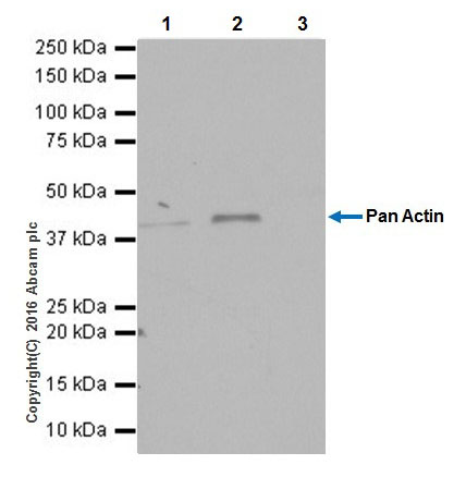 Immunoprecipitation - Anti-Actin antibody [EPR19353-16] - BSA and Azide free (AB251552), expandable thumbnail