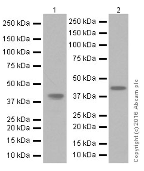 Western blot - Anti-Actin antibody [EPR19353-16] - BSA and Azide free (AB251552), expandable thumbnail