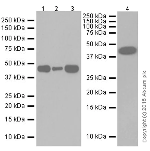 Western blot - Anti-Actin antibody [EPR19353-16] - BSA and Azide free (AB251552)
