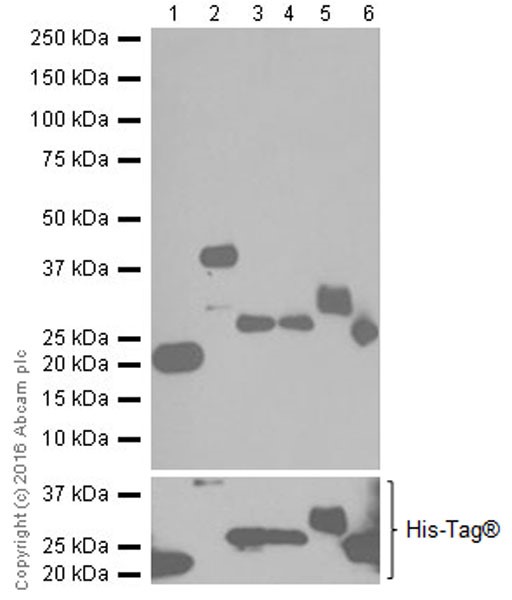 Western blot - Anti-Actin antibody [EPR19353-16] - BSA and Azide free (AB251552), expandable thumbnail