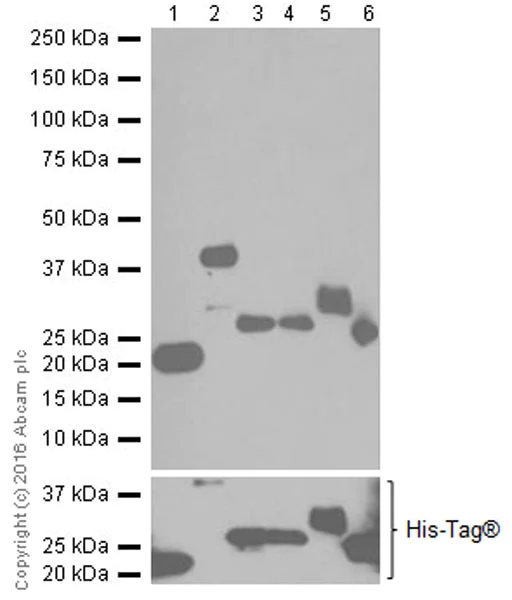 Western blot - Anti-Actin antibody [EPR19353-16] - BSA and Azide free (AB251552)