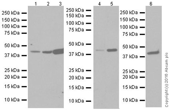 Western blot - Anti-Actin antibody [EPR19353-16] - BSA and Azide free (AB251552), expandable thumbnail