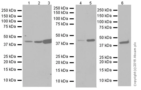 Western blot - Anti-Actin antibody [EPR19353-16] - BSA and Azide free (AB251552)