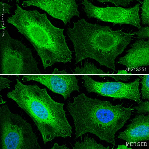 Immunocytochemistry/ Immunofluorescence - Anti-Actin antibody [IGX3831H] (AB213251), expandable thumbnail