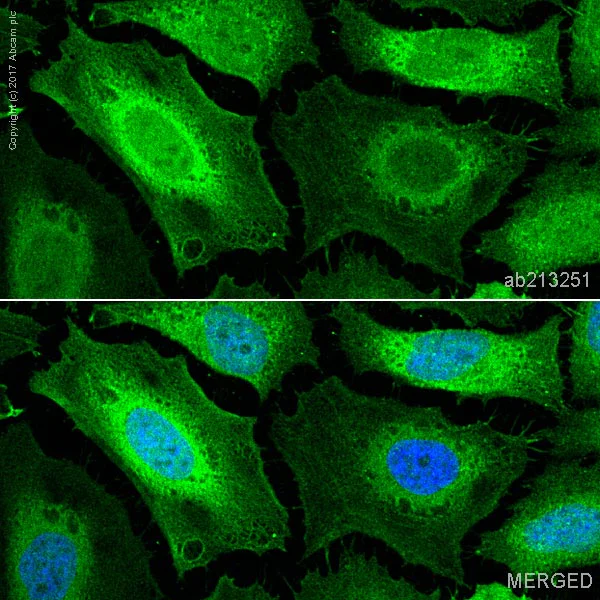 Immunocytochemistry/ Immunofluorescence - Anti-Actin antibody [IGX3831H] - Loading Control (AB213251)