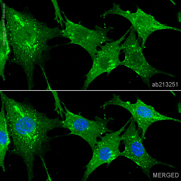 Immunocytochemistry/ Immunofluorescence - Anti-Actin antibody [IGX3831H] (AB213251), expandable thumbnail