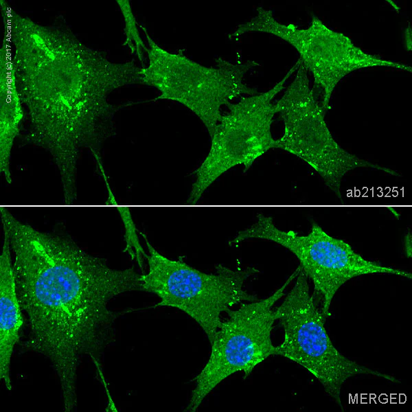 Immunocytochemistry/ Immunofluorescence - Anti-Actin antibody [IGX3831H] - Loading Control (AB213251)