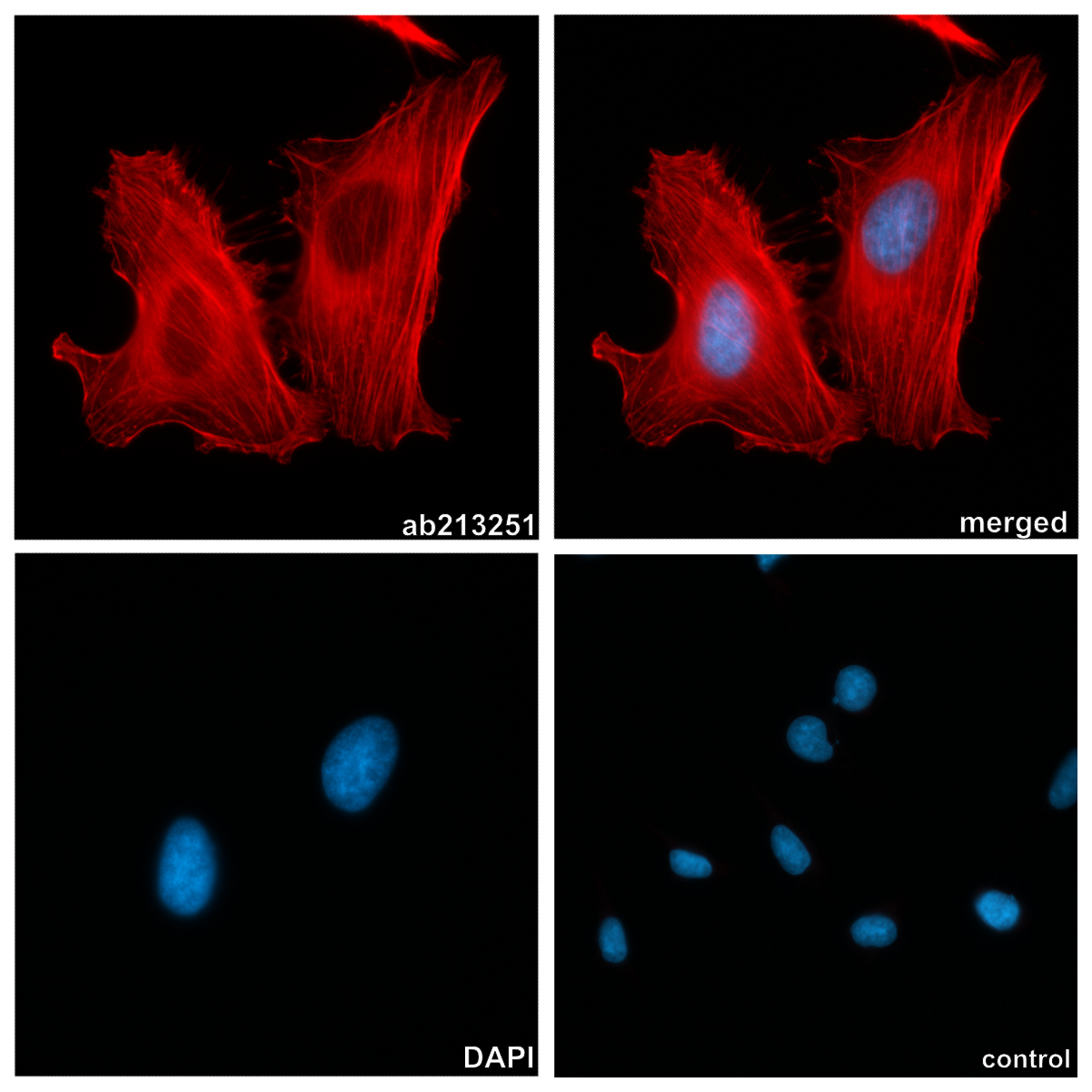 Immunocytochemistry/ Immunofluorescence - Anti-Actin antibody [IGX3831H] - Loading Control (AB213251)
