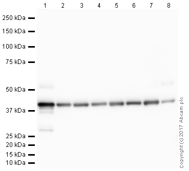 Western blot - Anti-Actin antibody [IGX3831H] - Loading Control (AB213251), expandable thumbnail
