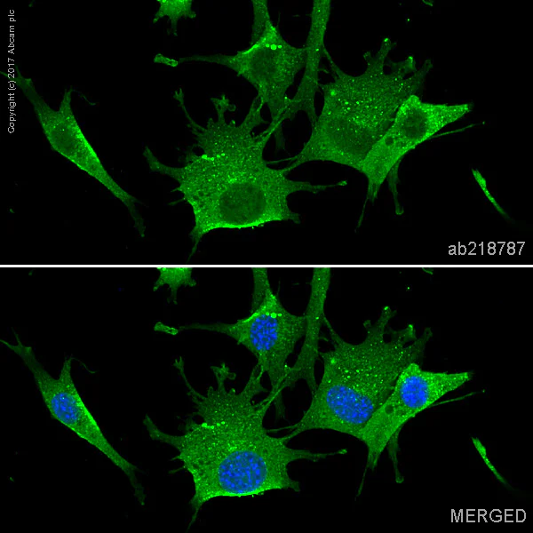 Immunocytochemistry/ Immunofluorescence - Anti-Actin antibody [IGX3831R-3] - BSA and Azide free (AB325980)