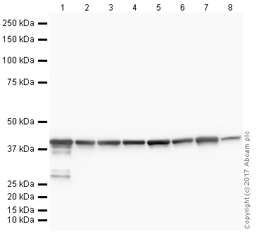 Western blot - Anti-Actin antibody [IGX3831R-3] - BSA and Azide free (AB325980)
