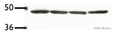 Western blot - Anti-Actin antibody - Loading Control (AB1801)
