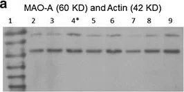 Western blot - Anti-Actin antibody - Loading Control (AB1801)