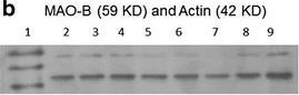Western blot - Anti-Actin antibody - Loading Control (AB1801)
