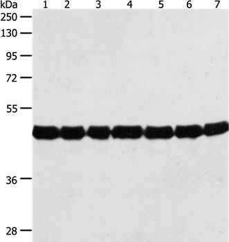 Western blot - Anti-Actin antibody - Loading Control (AB197345), expandable thumbnail