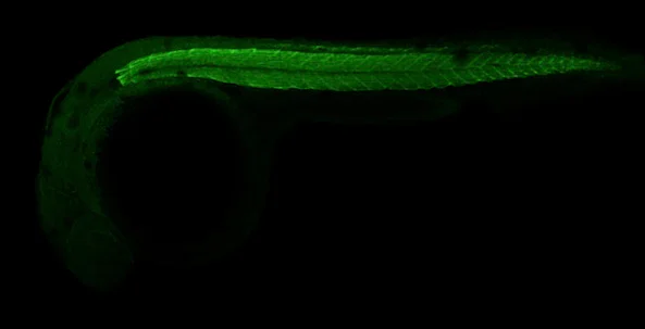 IHC - Wholemount - Anti-Actin antibody - Loading Control (AB209857)