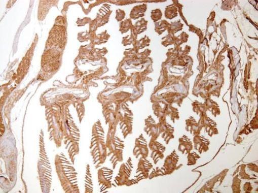 Immunohistochemistry (Formalin/PFA-fixed paraffin-embedded sections) - Anti-Actin antibody - Loading Control (AB209857), expandable thumbnail