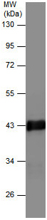 Western blot - Anti-Actin antibody - Loading Control (AB209857), expandable thumbnail