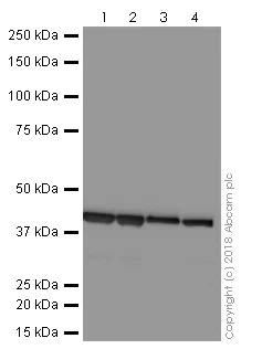 Western blot - Anti-Actin antibody [mAbGEa] - Loading Control (AB230169)