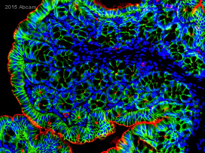 Immunohistochemistry (Formalin/PFA-fixed paraffin-embedded sections) - Anti-Actin antibody [MAC 237] - Cytoskeleton marker (AB50591)