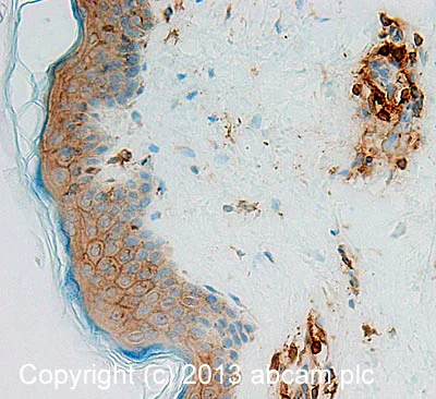 Immunohistochemistry (Formalin/PFA-fixed paraffin-embedded sections) - Anti-Actin antibody [MAC 237] - Cytoskeleton marker (AB50591)