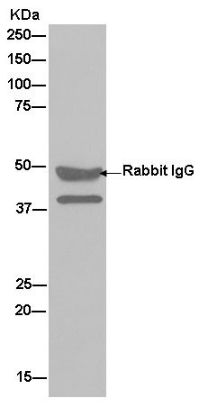 Immunoprecipitation - Anti-Actin Regulatory Protein CAPG/MCP antibody [EPR13194] (AB181092)