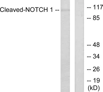 Western blot - Anti-activated Notch1 antibody (AB52301)