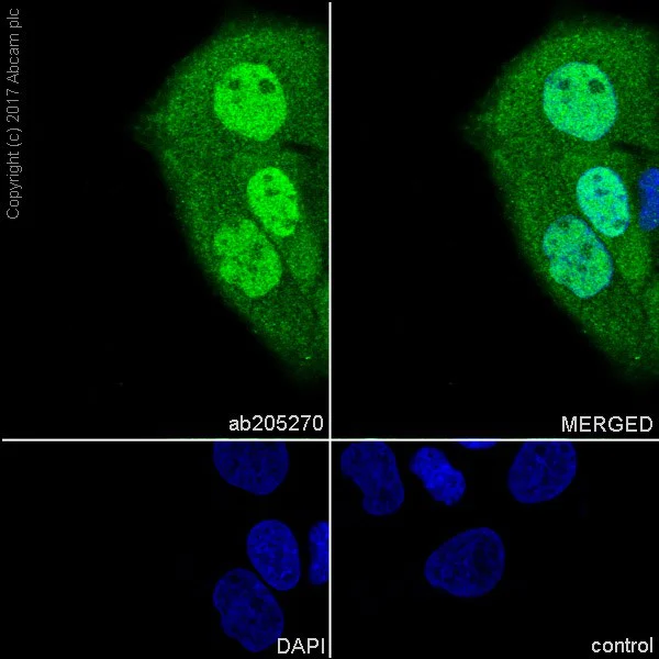 Immunocytochemistry/ Immunofluorescence - Anti-active YAP1 antibody [EPR19812] (AB205270)