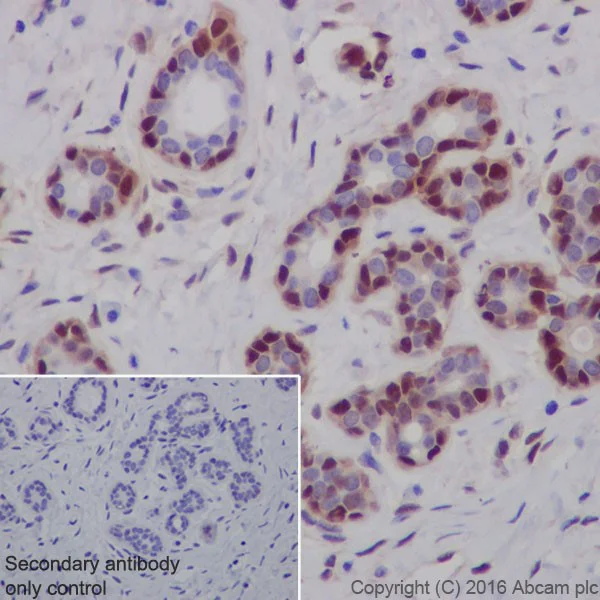 Anti-active YAP1 antibody [EPR19812] - recombinant (ab205270