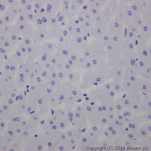 Immunohistochemistry (Formalin/PFA-fixed paraffin-embedded sections) - Anti-active YAP1 antibody [EPR19812] (AB205270)