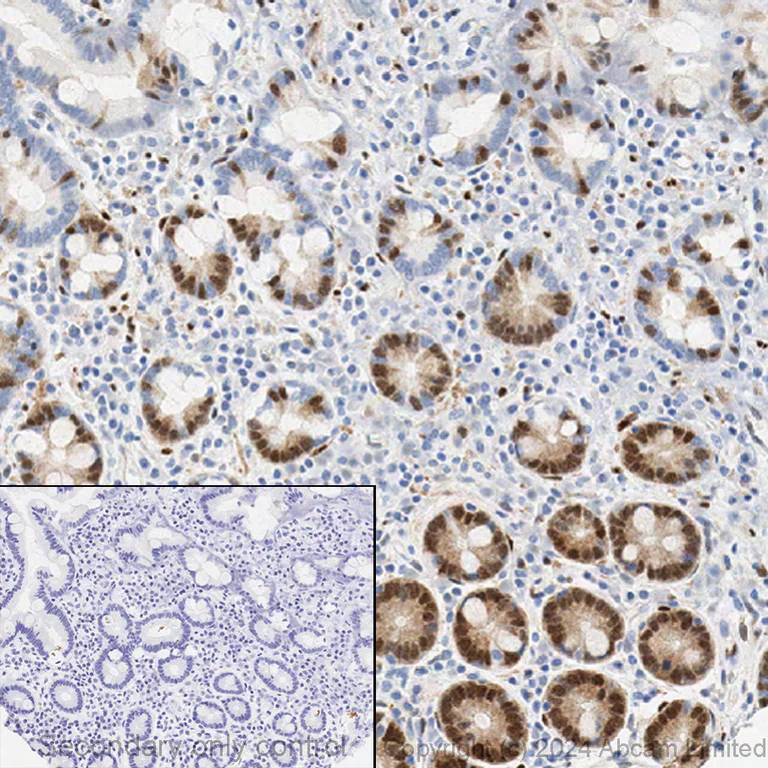 Immunohistochemistry - Anti-active YAP1 antibody [EPR19812] (AB205270)