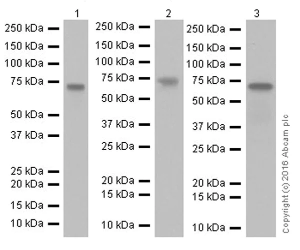 Western blot - Anti-active YAP1 antibody [EPR19812] (AB205270)