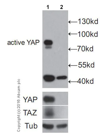 Anti-active YAP1 antibody [EPR19812] - recombinant (ab205270
