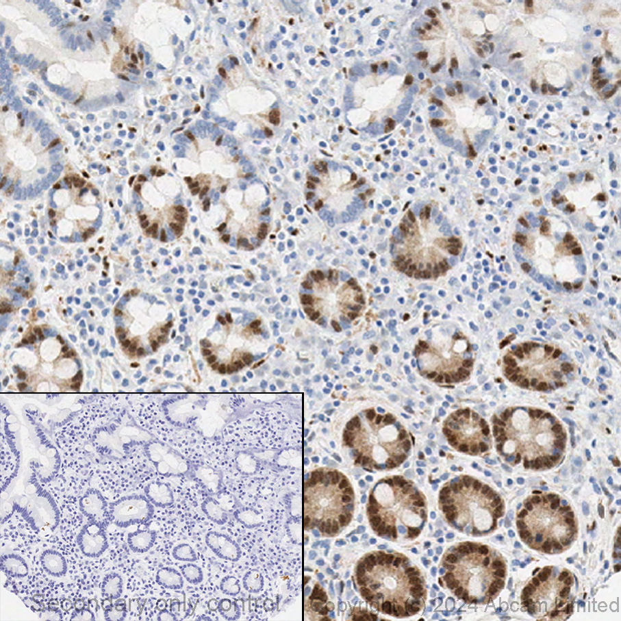 Anti-active YAP1 antibody [EPR19812] - BSA and Azide free