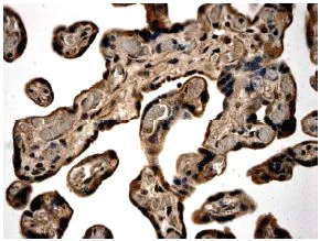 Immunohistochemistry (Formalin/PFA-fixed paraffin-embedded sections) - Anti-Activin A Receptor Type IB/ALK-4 antibody [MM0054-11A7] (AB78415)