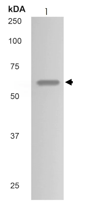 Western blot - Anti-Activin A Receptor Type IB/ALK-4 antibody [MM0054-11A7] (AB78415)