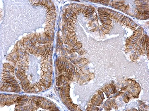 Immunohistochemistry (Formalin/PFA-fixed paraffin-embedded sections) - Anti-Activin Receptor Type IA antibody (AB262702)